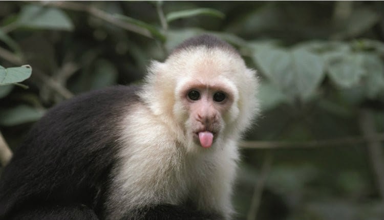 monkeys in a cage
