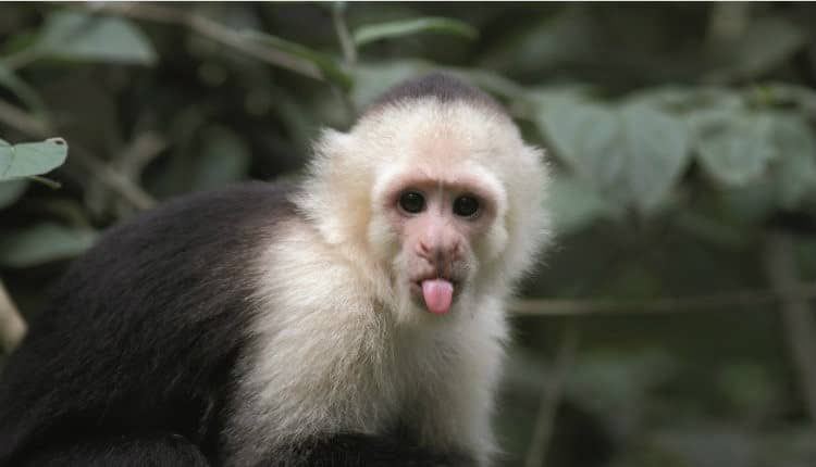 monkeys in a cage