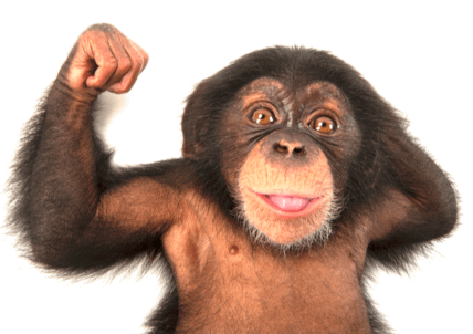 Business chimp or business champ
